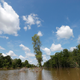 A section of the Atchafalaya Basin, where the Bayou Bridge Pipeline would run through in Louisiana.